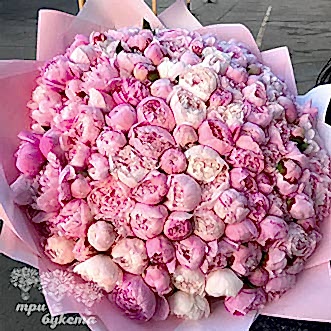 151 розовый пион