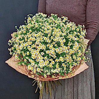 Букет из 33 ромашек