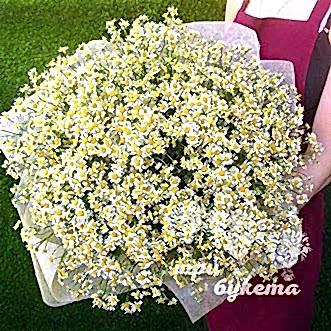 Букет из 51 ромашки