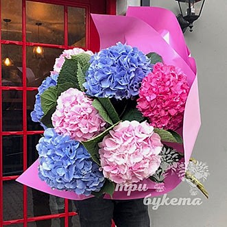 Букет из 7 разноцветных гортензий