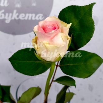 Кенийская персиковая роза Сеньорита