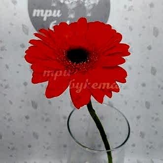 Оранжевая гербера Вижн